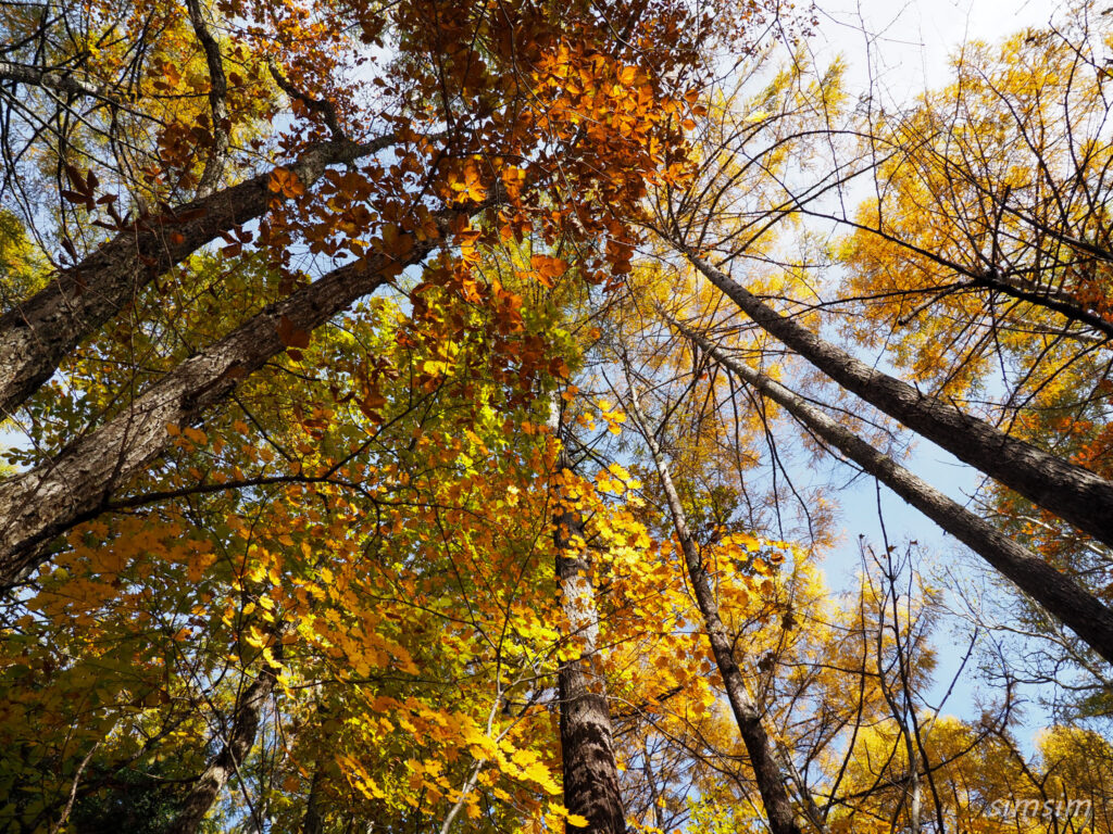 八千穂高原自然園