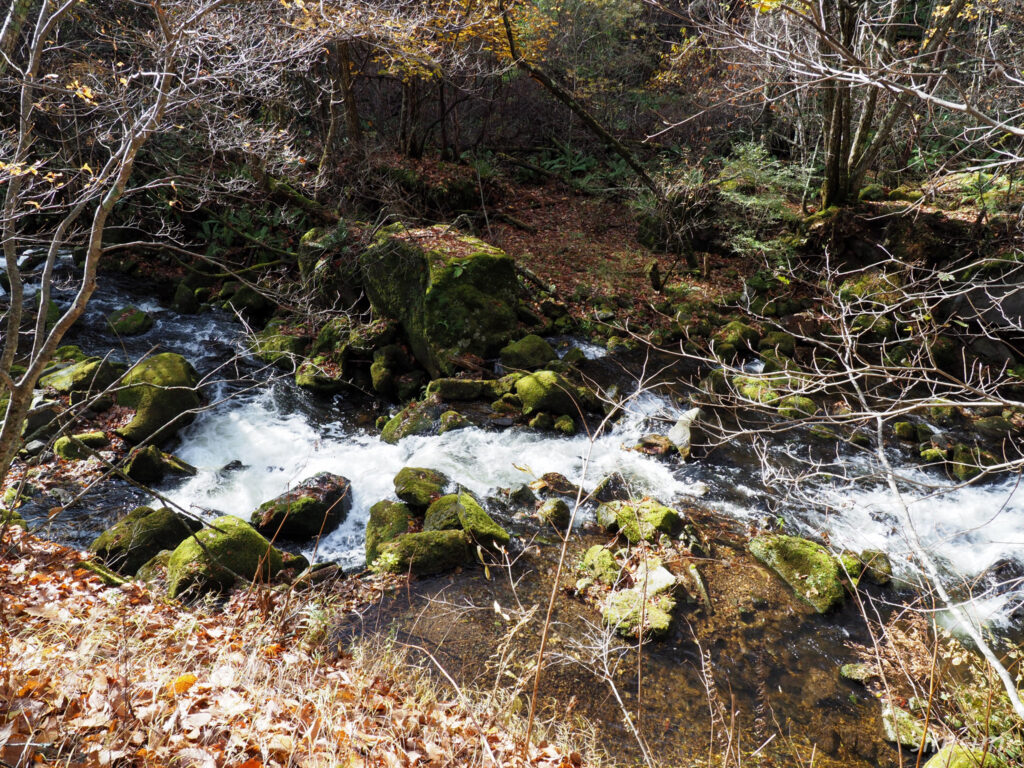 八千穂高原自然園