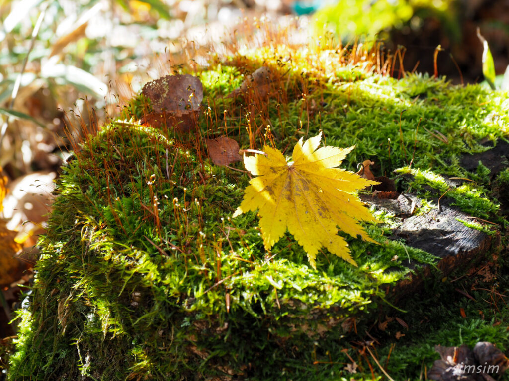 八千穂高原自然園