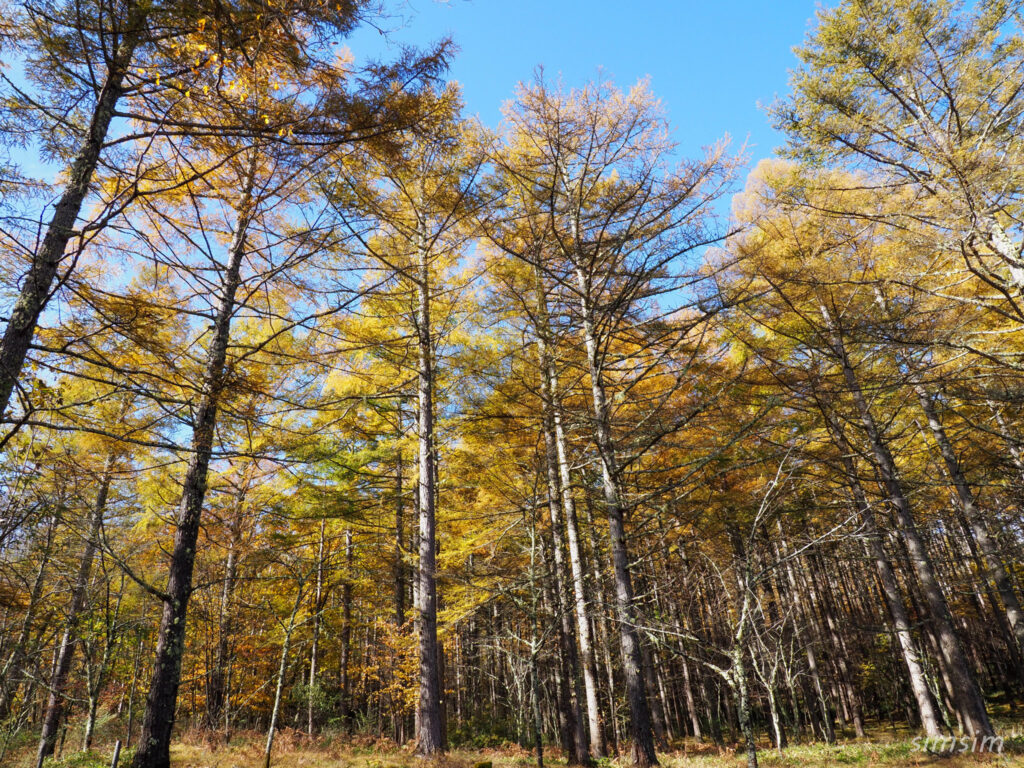 八千穂高原自然園