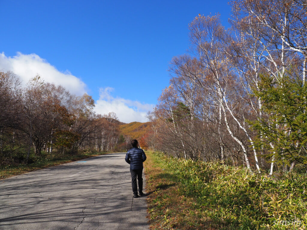 八千穂高原　白樺群生地