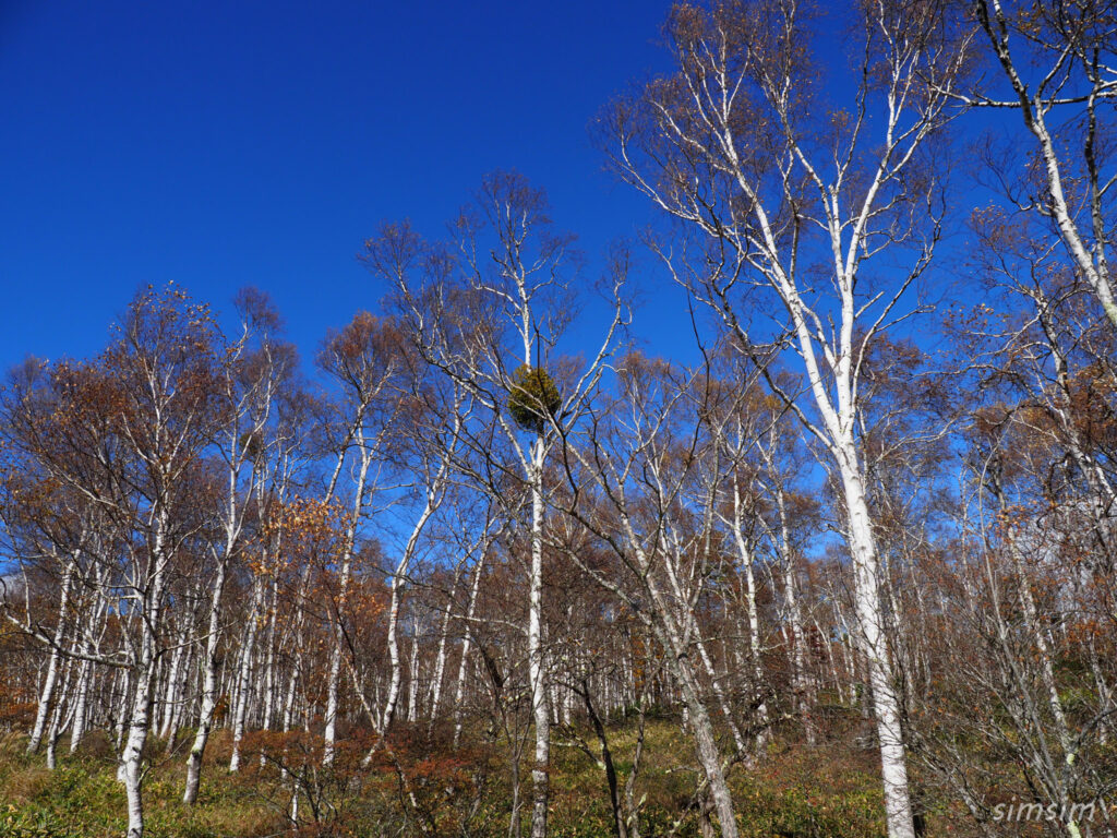 八千穂高原　白樺群生地