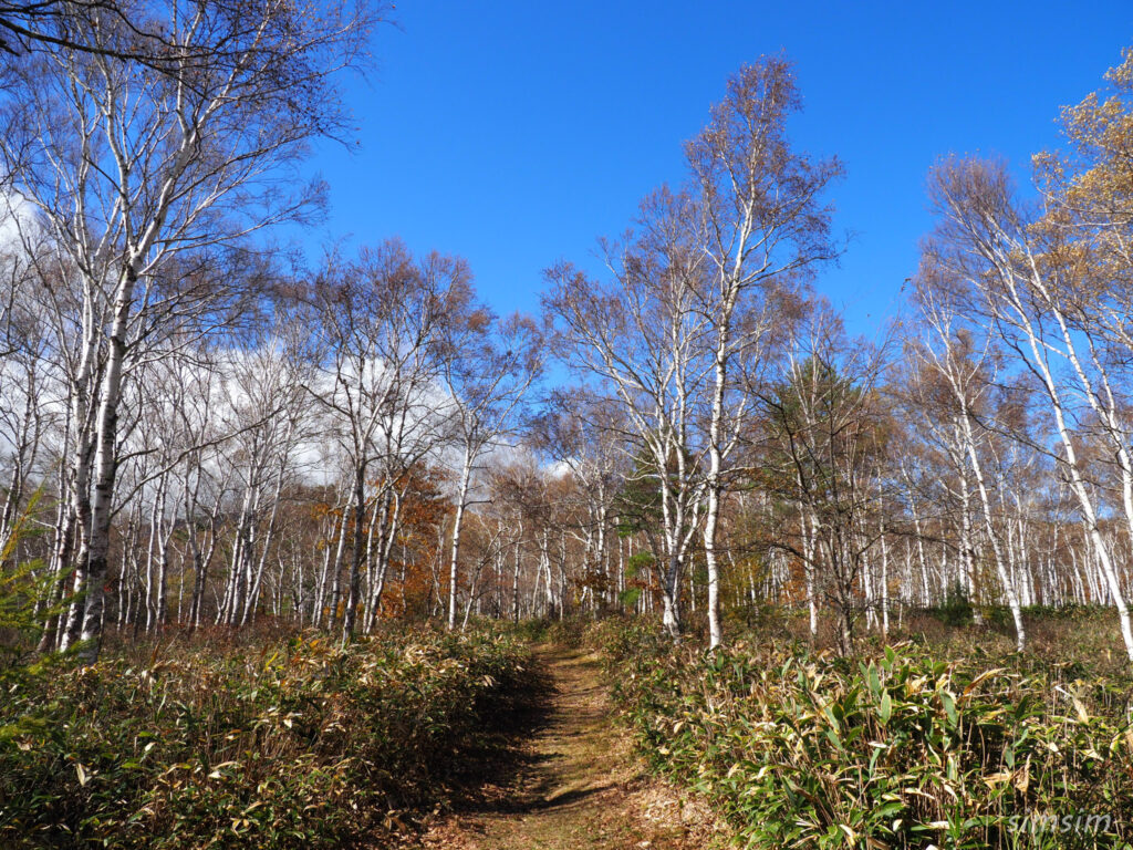 八千穂高原　白樺群生地
