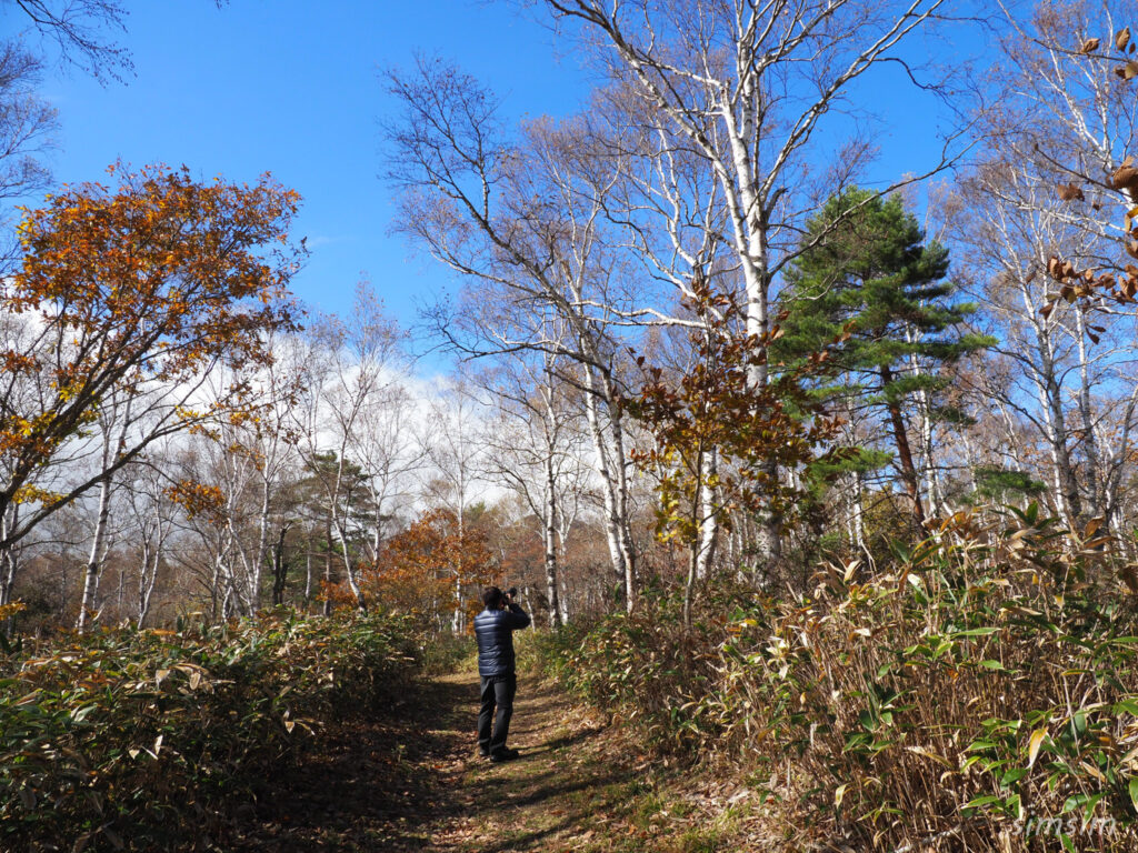 八千穂高原　白樺群生地