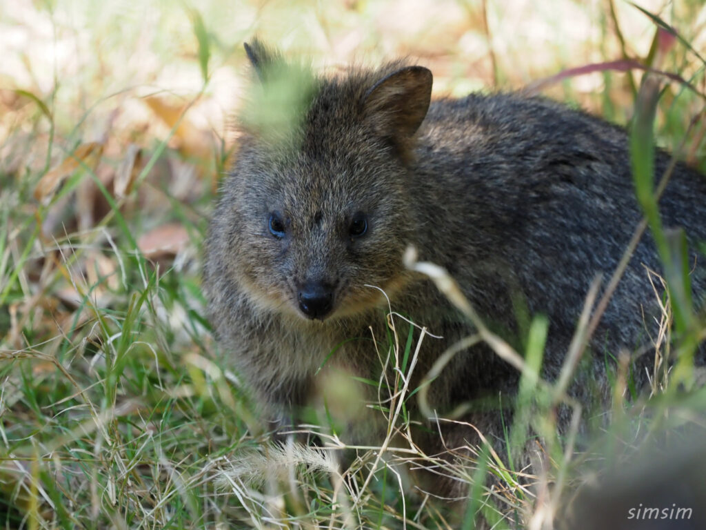 埼玉県こども動物自然公園　クオッカ