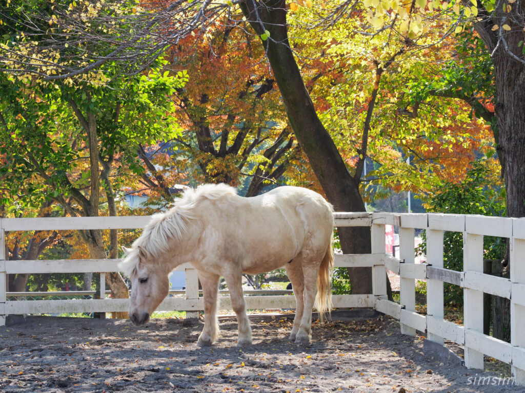 埼玉県こども動物自然公園　ポニー