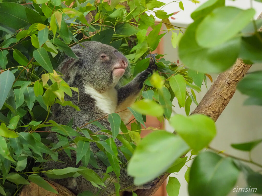 埼玉県こども動物自然公園　コアラ