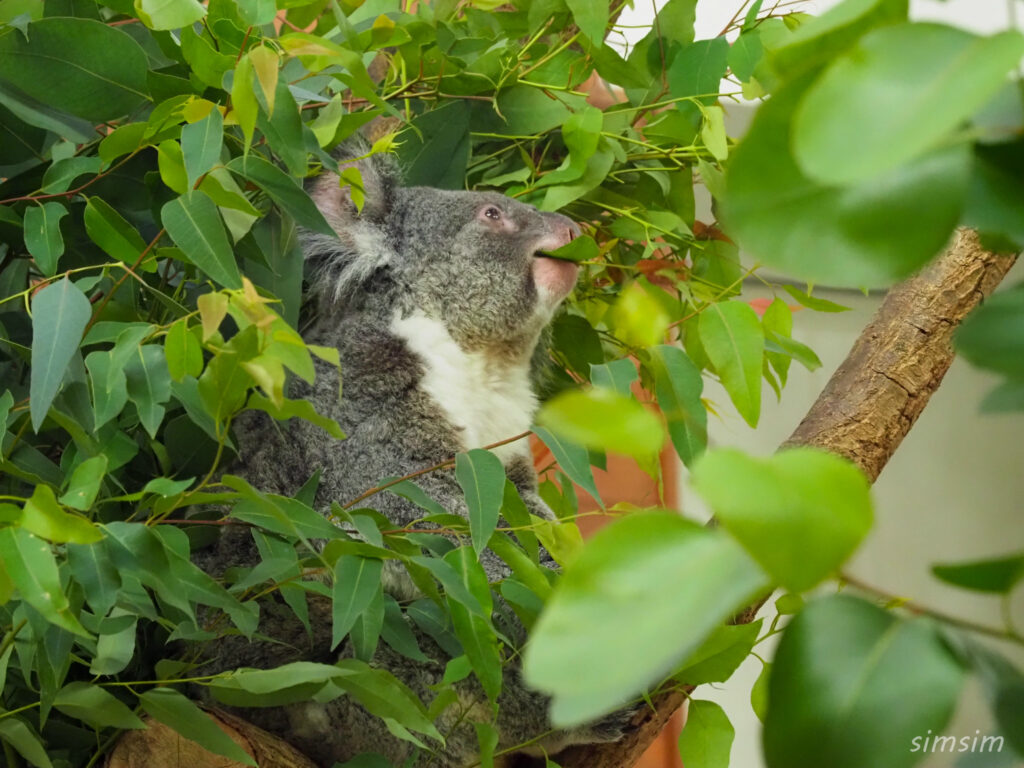 埼玉県こども動物自然公園　コアラ