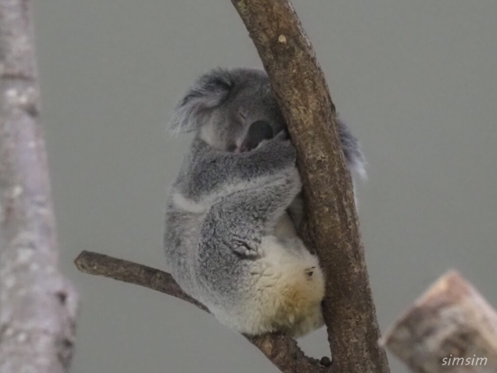 埼玉県こども動物自然公園　コアラ