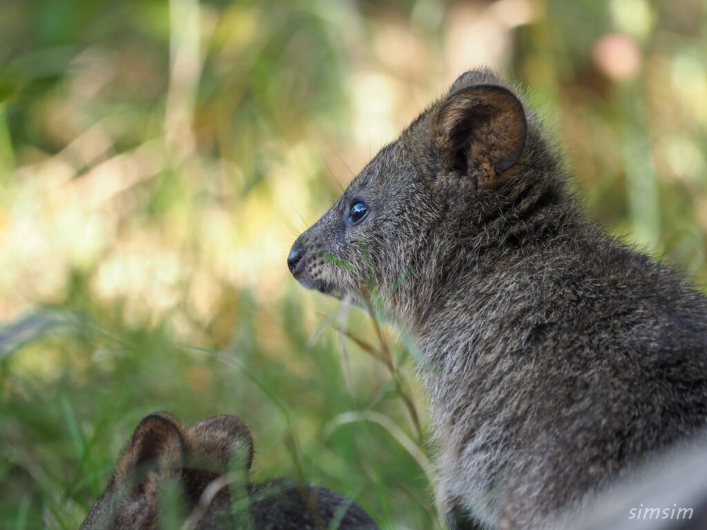 埼玉県こども動物自然公園　クオッカ