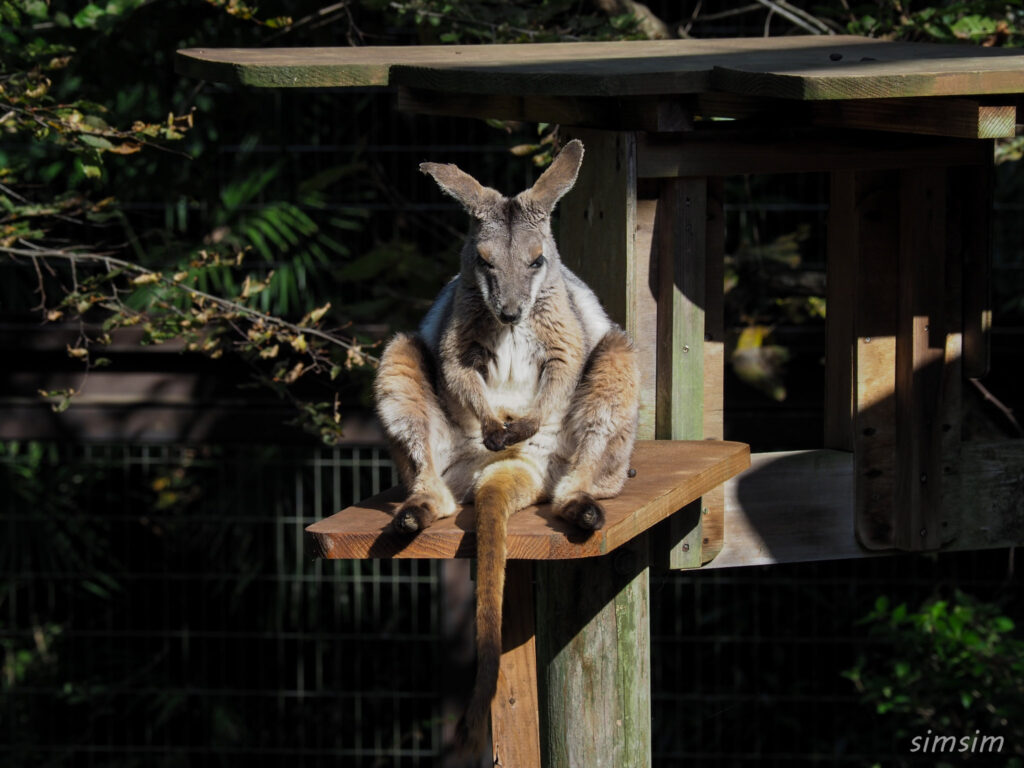 埼玉県こども動物自然公園　シマオイワワラビー