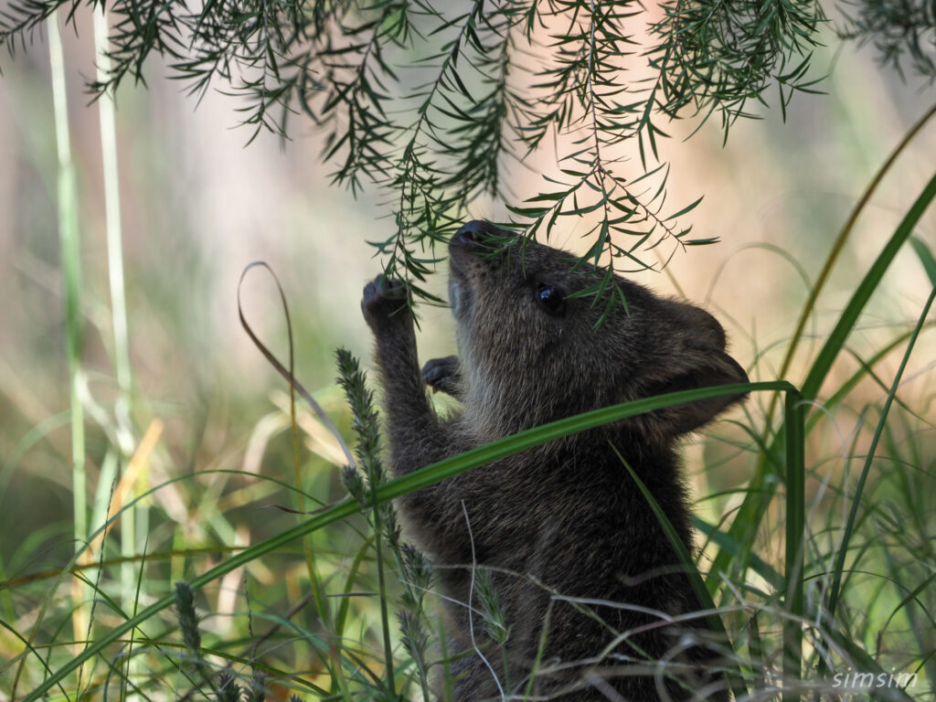 埼玉県こども動物自然公園　クオッカ