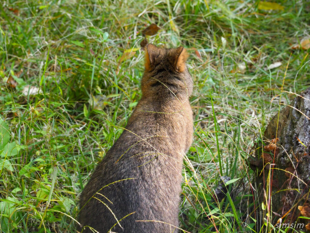 埼玉県こども動物自然公園　クオッカ