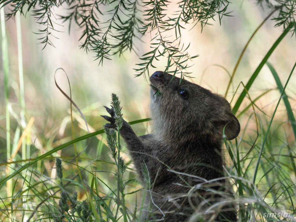埼玉県こども動物自然公園　クオッカ