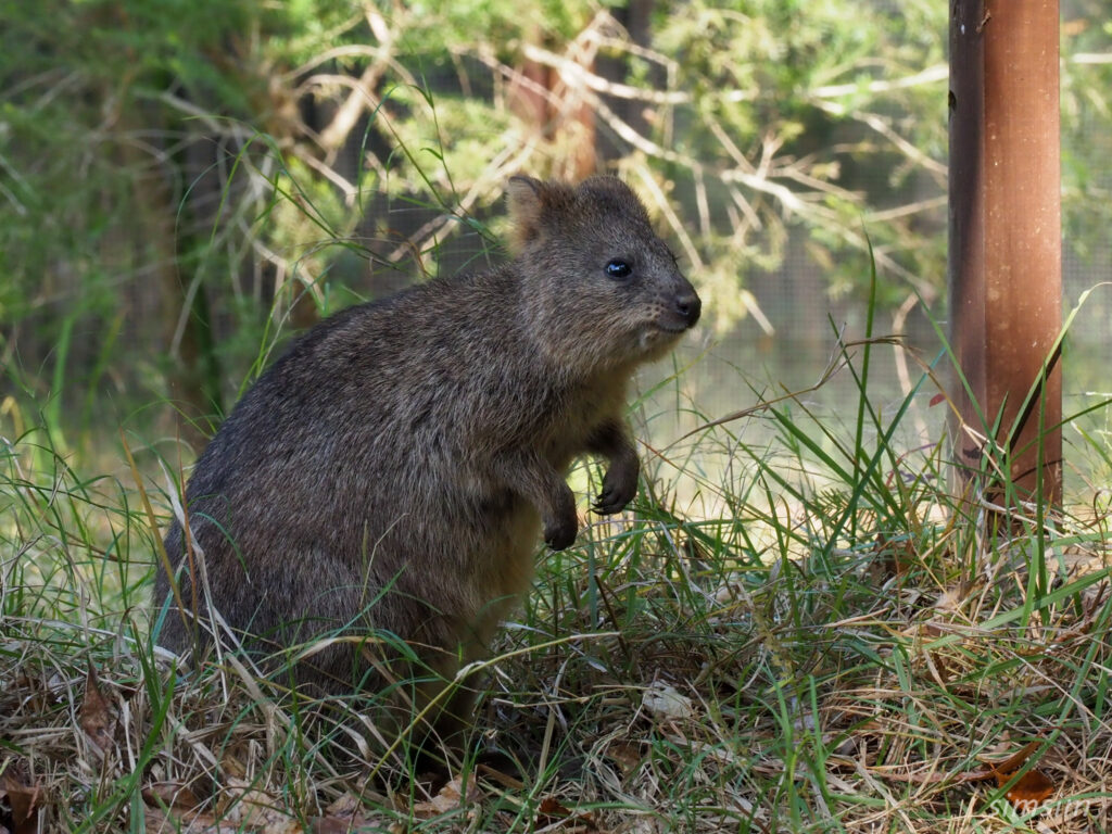 埼玉県こども動物自然公園　クオッカ