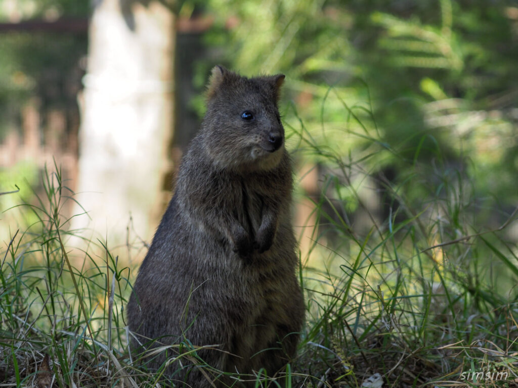 埼玉県こども動物自然公園　クオッカ