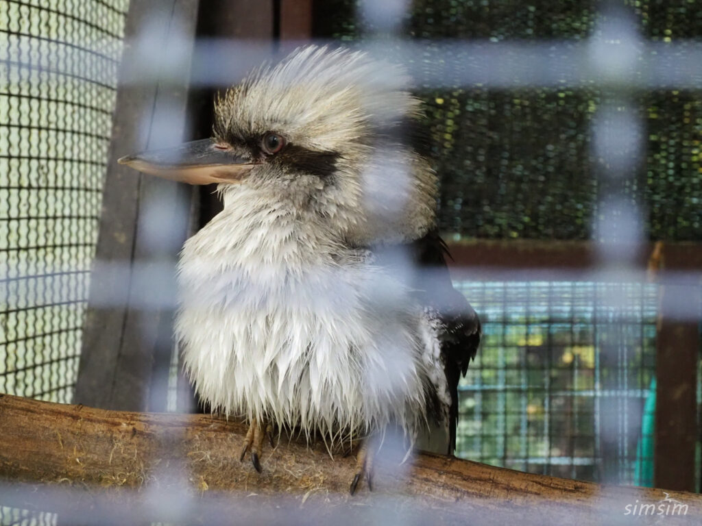 埼玉県こども動物自然公園　ワライカワセミ