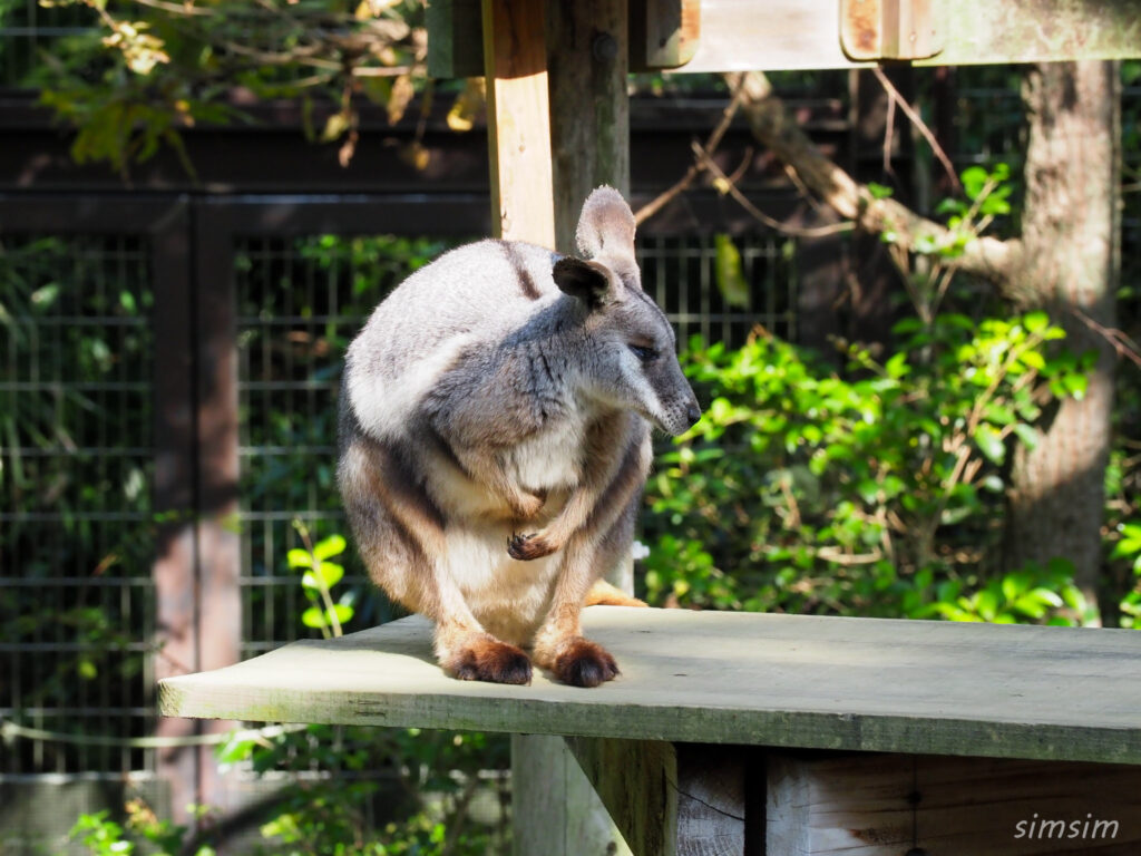 埼玉県こども動物自然公園　シマオイワワラビー