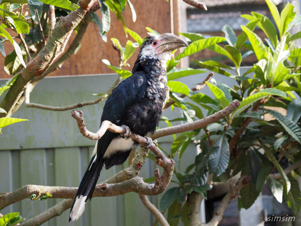埼玉県こども動物自然公園　ギンガオサイチョウ