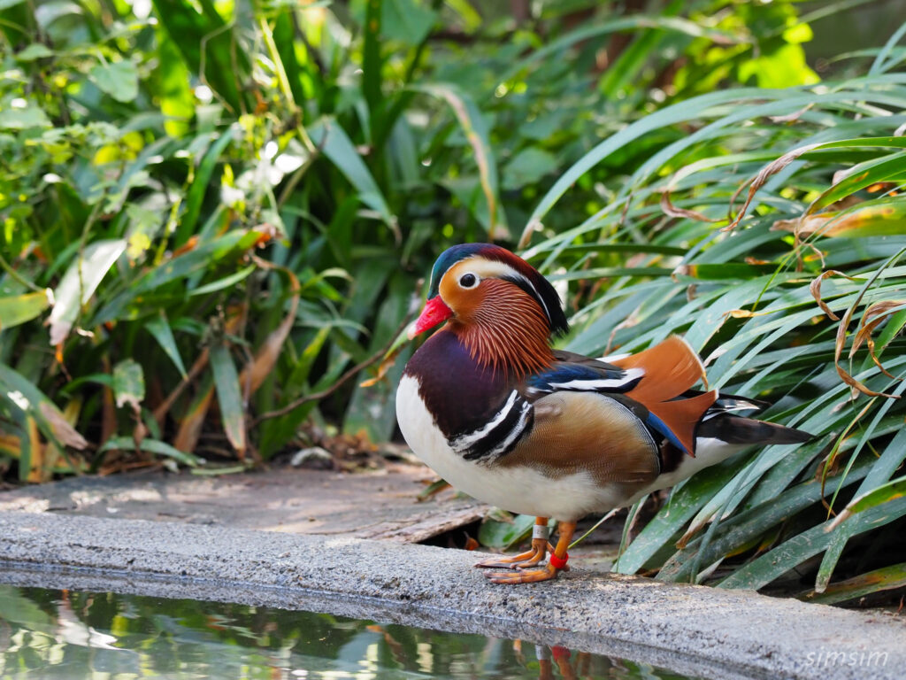 埼玉県こども動物自然公園　オシドリ