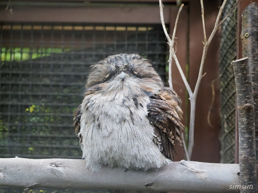 埼玉県こども動物自然公園　オーストラリアガマグチヨタカ