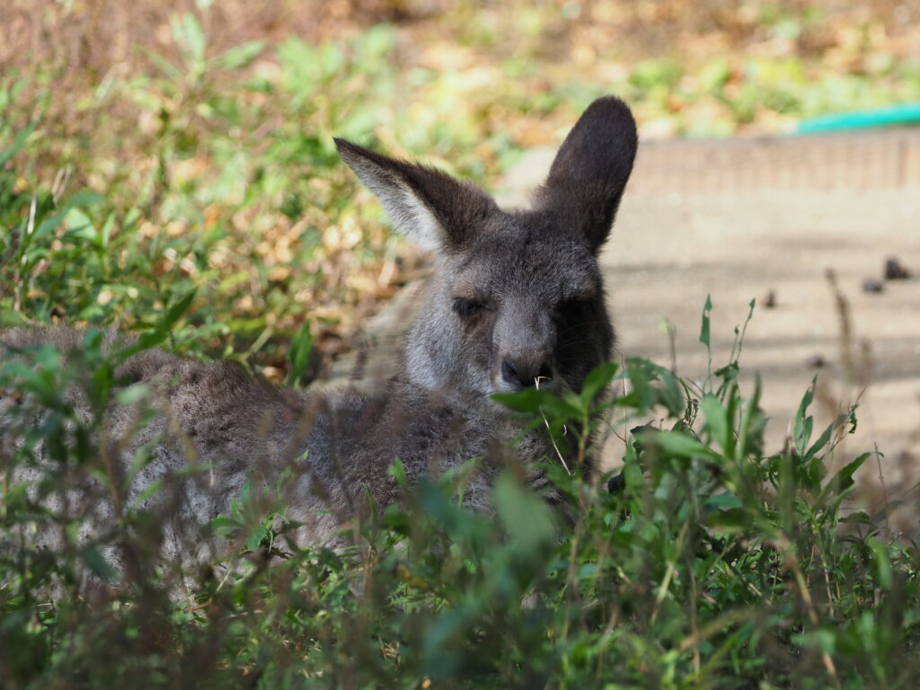 埼玉県こども動物自然公園　オオカンガルー