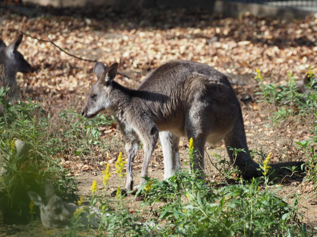 埼玉県こども動物自然公園　オオカンガルー