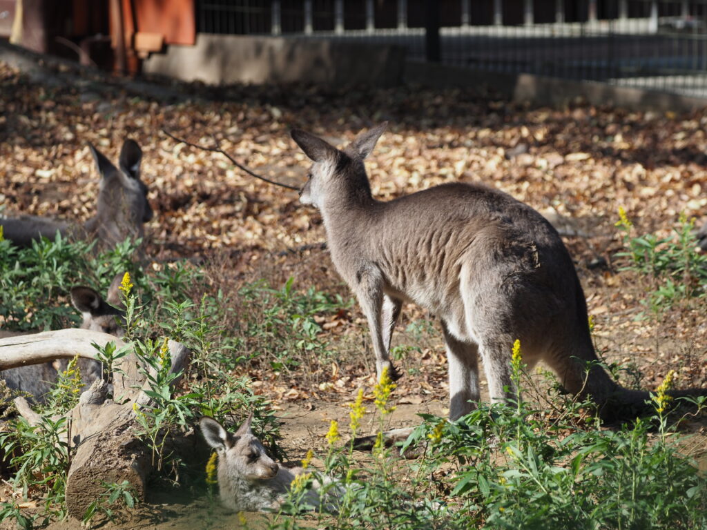 埼玉県こども動物自然公園　オオカンガルー