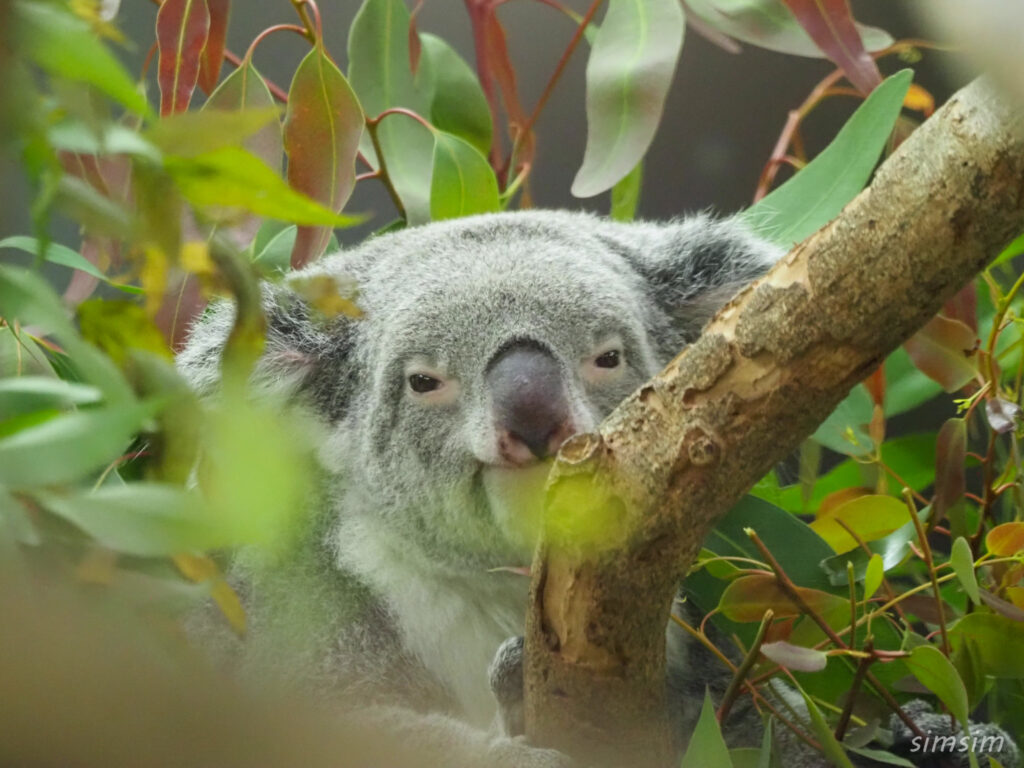 埼玉県こども動物自然公園　コアラ
