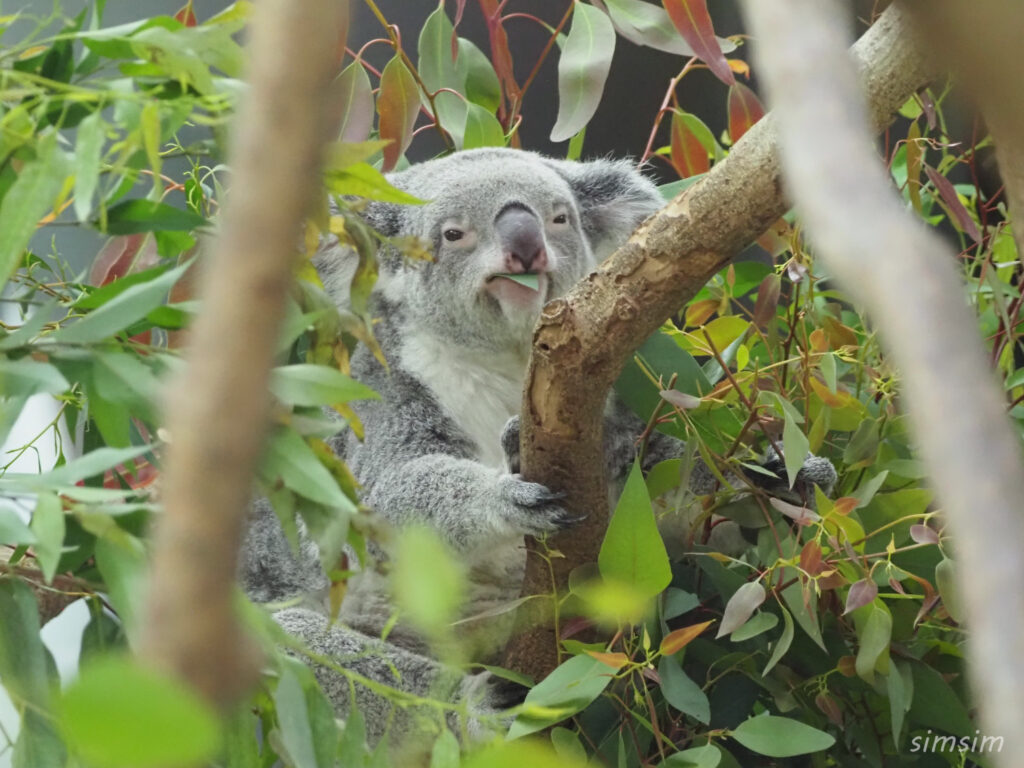 埼玉県こども動物自然公園　コアラ