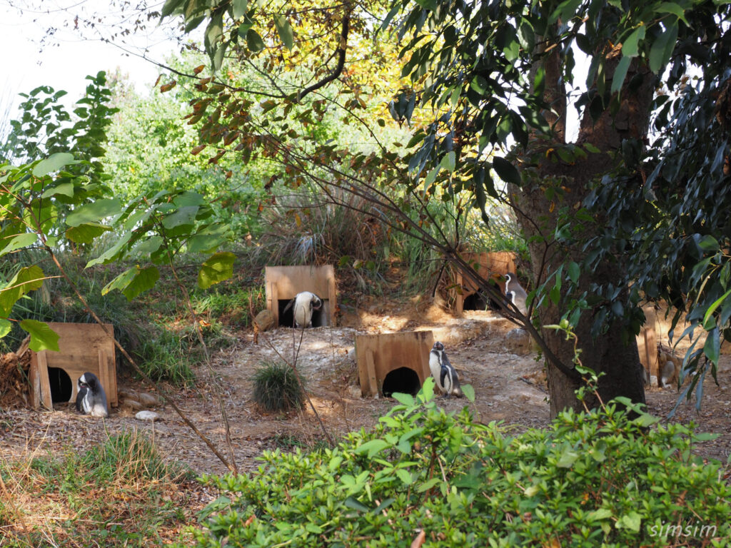 埼玉県こども動物自然公園　フンボルトペンギン