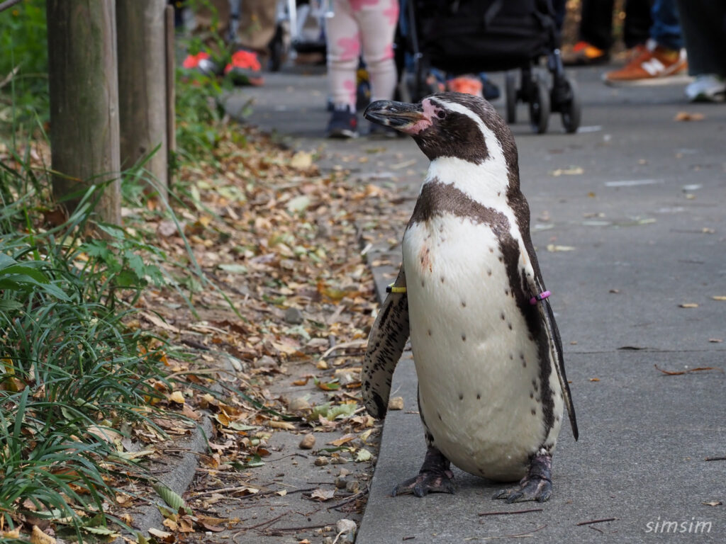 埼玉県こども動物自然公園　フンボルトペンギン