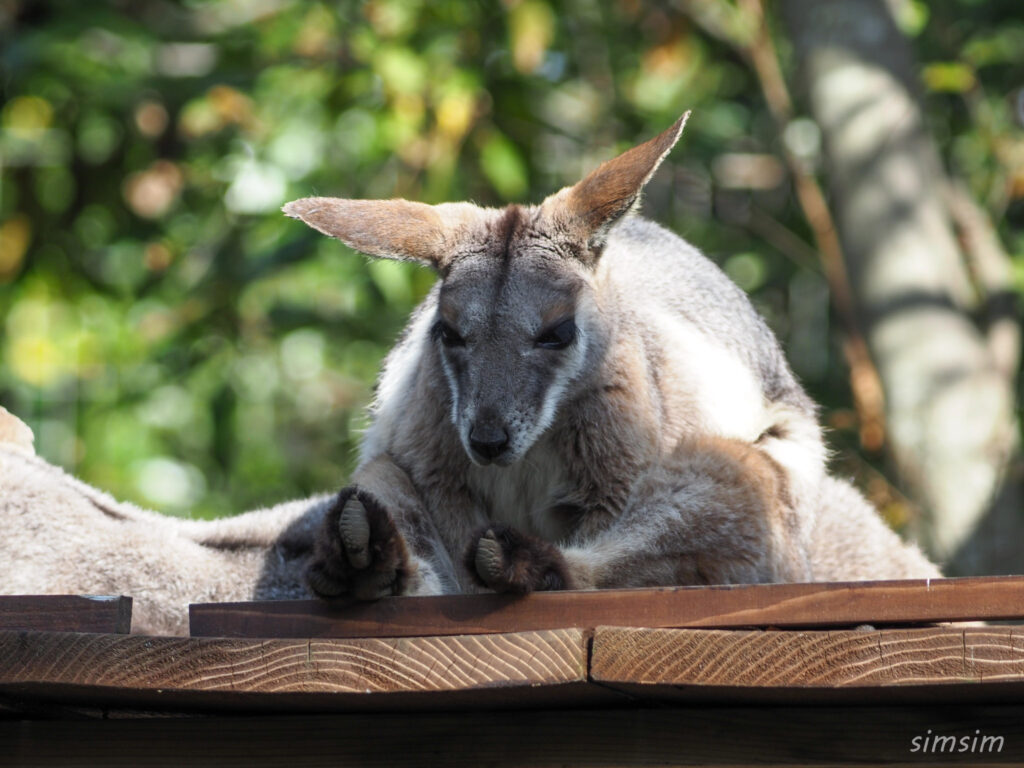 埼玉県こども動物自然公園　シマオイワワラビー