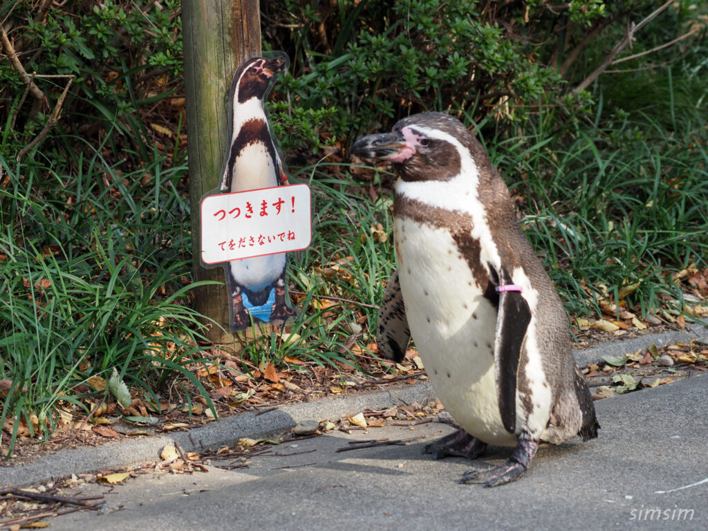 埼玉県こども動物自然公園　フンボルトペンギン