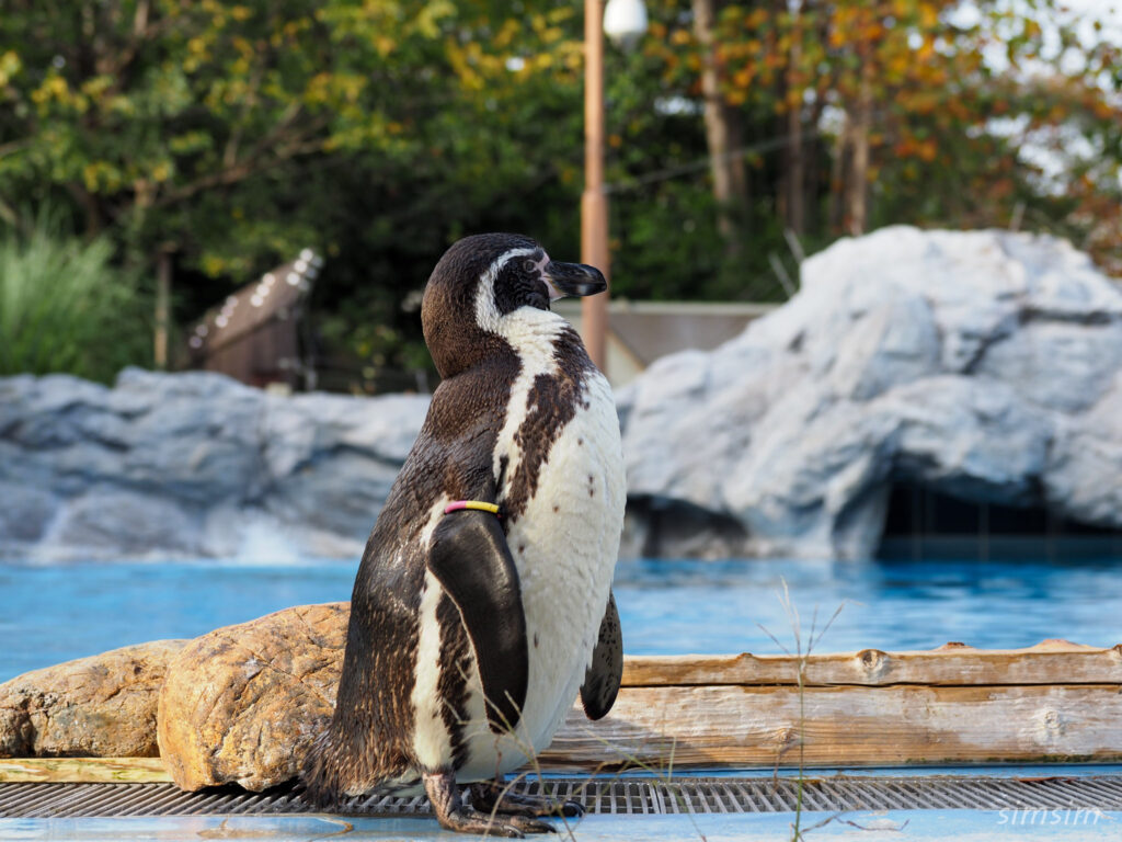 埼玉県こども動物自然公園　フンボルトペンギン