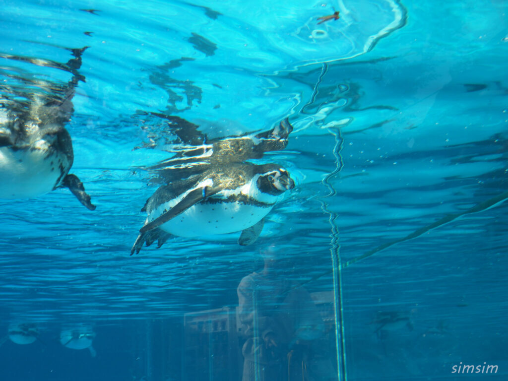 埼玉県こども動物自然公園　フンボルトペンギン