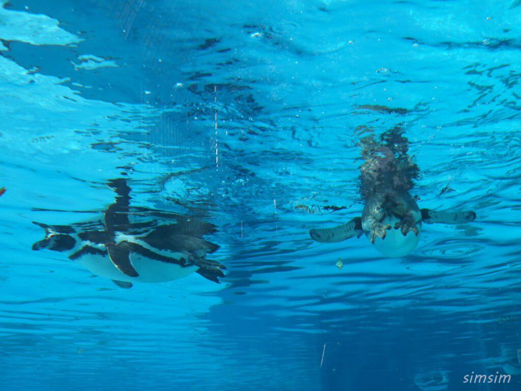 埼玉県こども動物自然公園　フンボルトペンギン