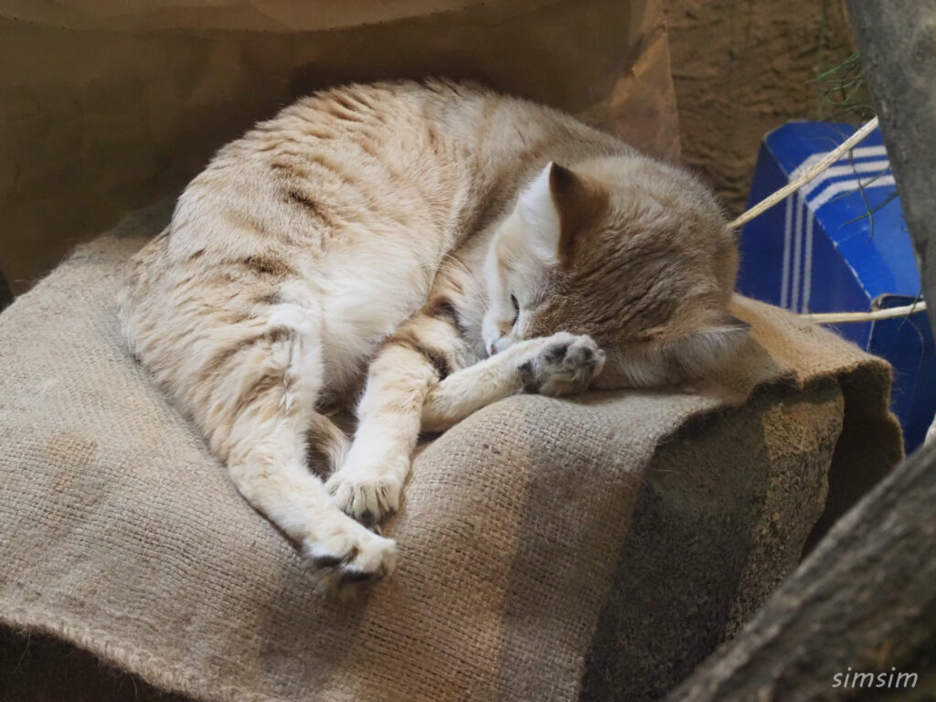 埼玉県こども動物自然公園　スナネコ