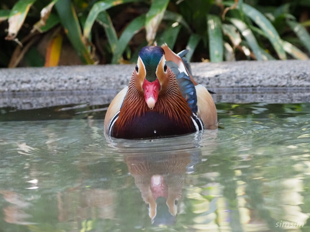 埼玉県こども動物自然公園　オシドリ