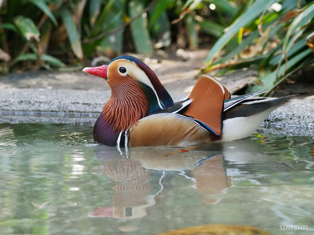 埼玉県こども動物自然公園　オシドリ