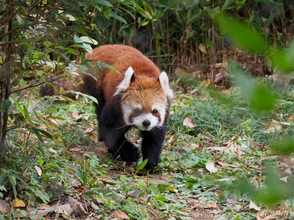 埼玉県こども動物自然公園　レッサーパンダ