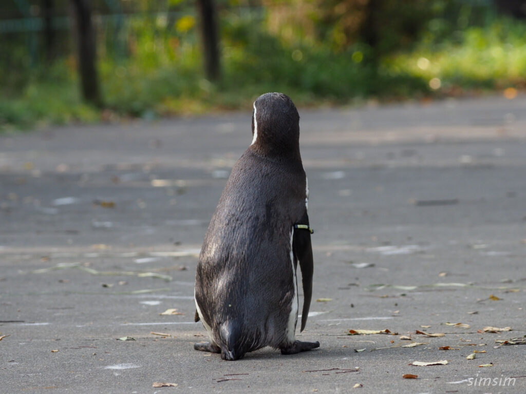 埼玉県こども動物自然公園　フンボルトペンギン