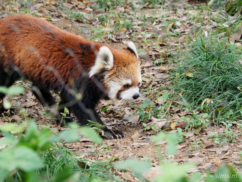 埼玉県こども動物自然公園　レッサーパンダ