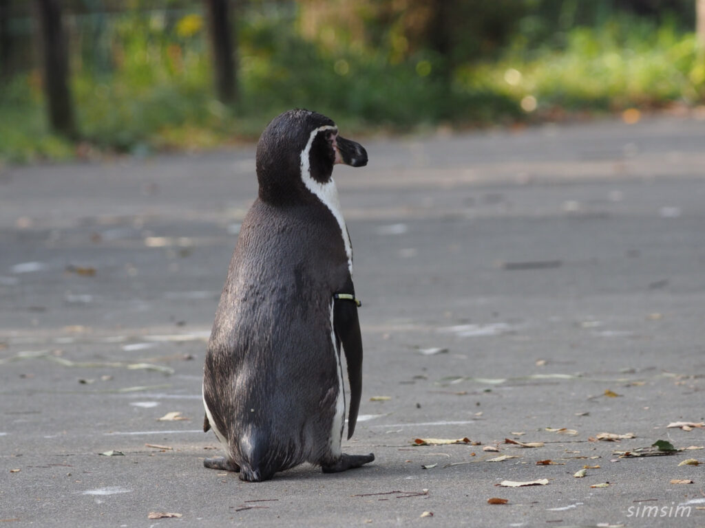 埼玉県こども動物自然公園　フンボルトペンギン