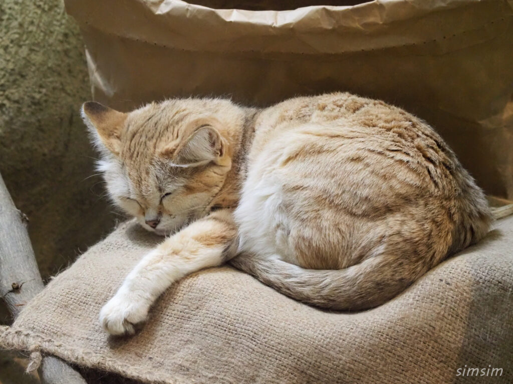 埼玉県こども動物自然公園　スナネコ