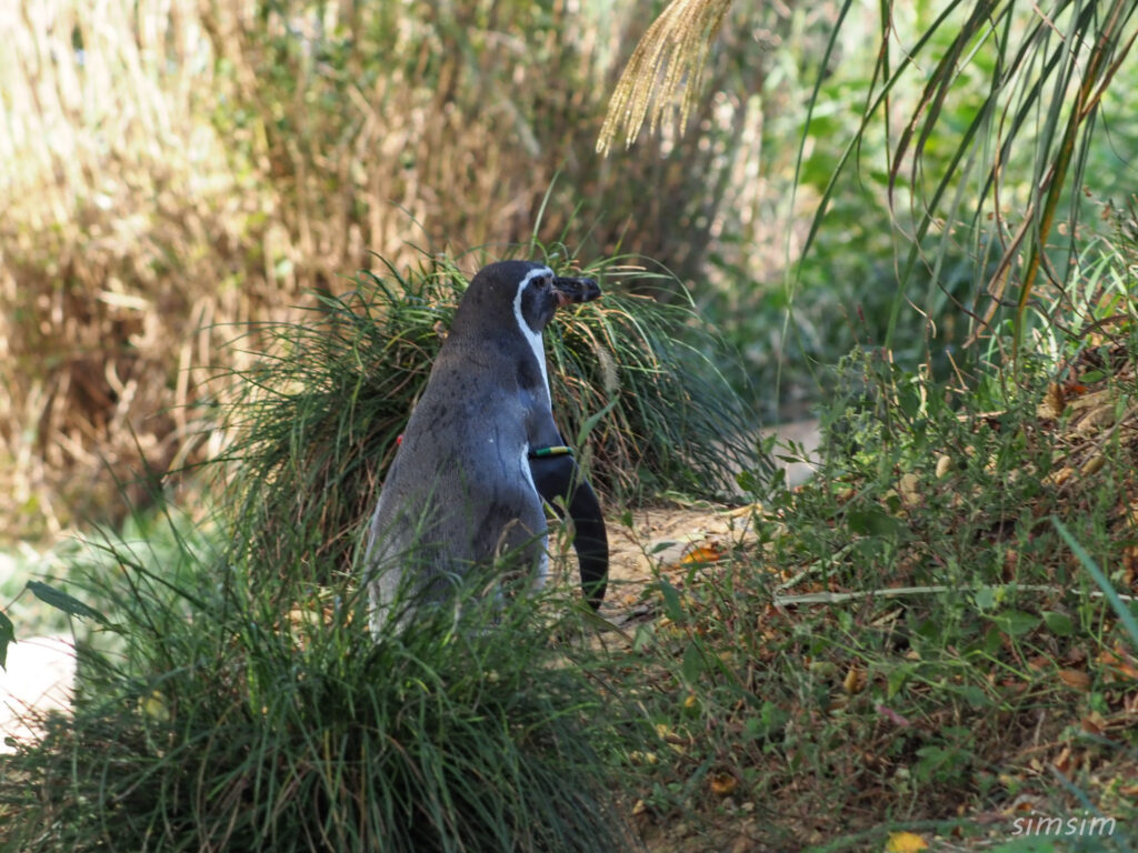 埼玉県こども動物自然公園　フンボルトペンギン
