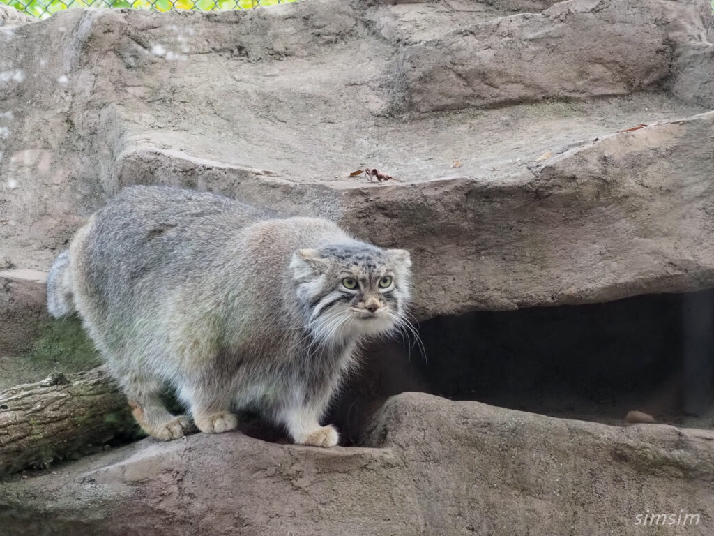 埼玉県こども動物自然公園　マヌルネコ