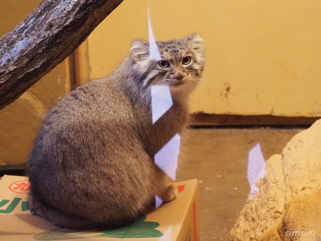 埼玉県こども動物自然公園　マヌルネコ