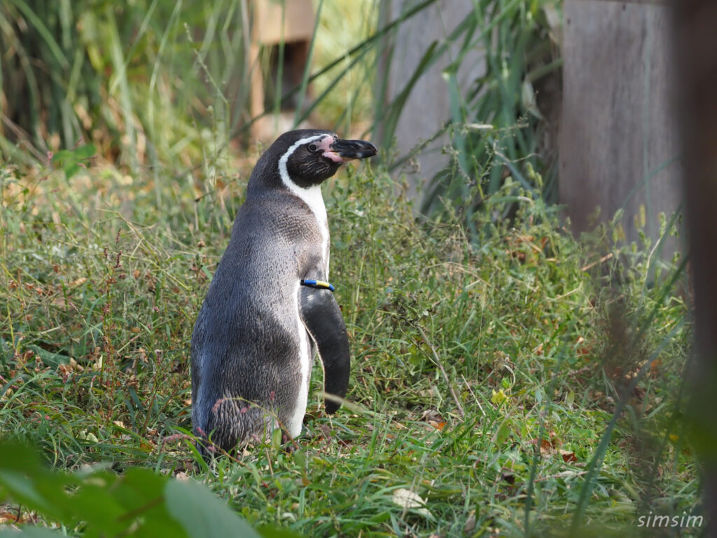 埼玉県こども動物自然公園　フンボルトペンギン