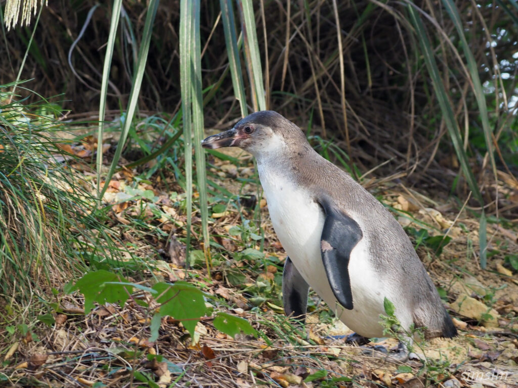 埼玉県こども動物自然公園　フンボルトペンギン